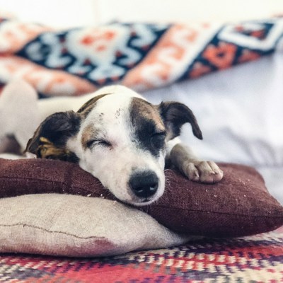 Photo Credit to Samuel Charron via Unsplash - Photo of a dog sleeping on a pillow for article on how therapy can help improve sleep. 